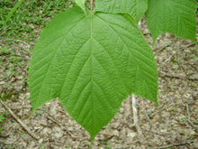 Load image into Gallery viewer, Striped Maple
