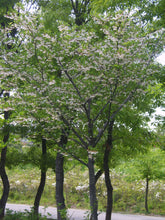 Load image into Gallery viewer, Styrax japonicus
