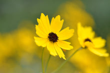 Load image into Gallery viewer, Coreopsis &#39;Summer Sunshine&#39;
