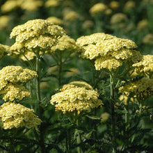 Load image into Gallery viewer, Achillea &#39;Sunny Seduction&#39;
