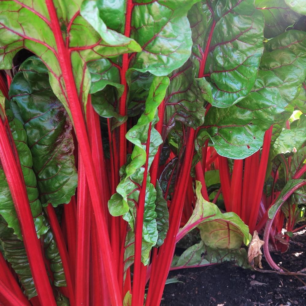 Swiss Chard 'Ruby Red' 6-pack
