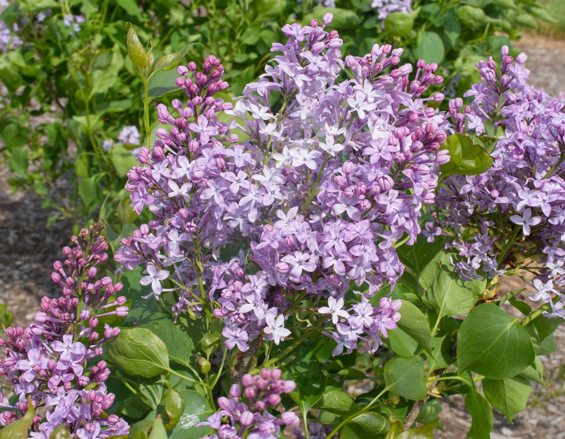 Lilac 'New Age Lavender'