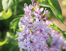 Load image into Gallery viewer, Lilac &#39;New Age Lavender&#39;
