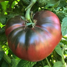 Load image into Gallery viewer, Tomato &#39;Cherokee Purple&#39;
