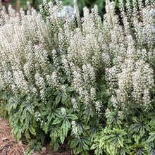 Load image into Gallery viewer, Tiarella 'Cutting Edge'
