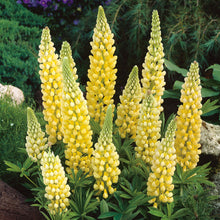 Load image into Gallery viewer, Lupine &#39;Gallery Yellow&#39;
