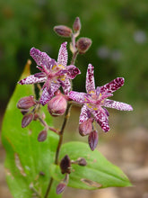 Load image into Gallery viewer, Tricyrtis &#39;Sinonome&#39;
