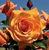 Load image into Gallery viewer, Rosa 'Tangerine Skies'
