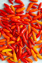 Load image into Gallery viewer, Pepper 'Tabasco'
