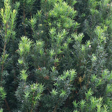 Load image into Gallery viewer, Upright Yew
