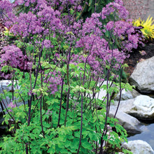 Load image into Gallery viewer, Thalictrum &#39;Black Stockings&#39;
