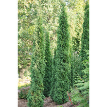 Load image into Gallery viewer, Thuja &#39;Thin Man&#39;
