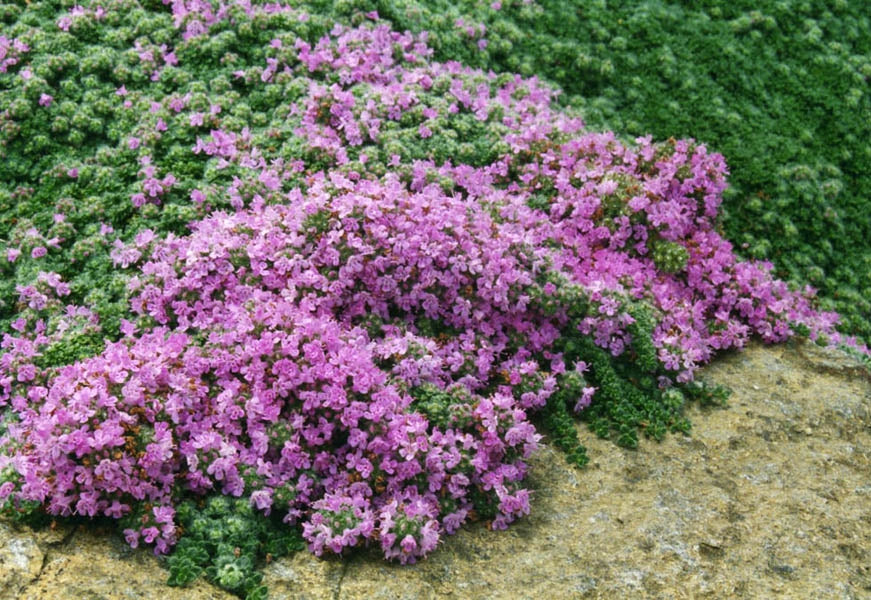 Thyme 'Wooly Mother'