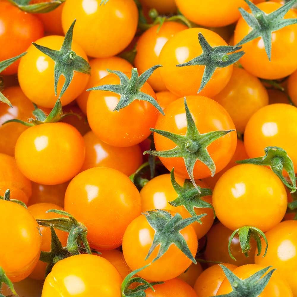 Tomato 'Sungold'