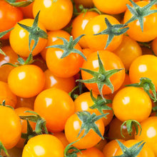 Load image into Gallery viewer, Tomato &#39;Sungold&#39;
