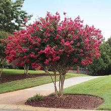 Load image into Gallery viewer, Crape Myrtle &#39;Tonto&#39;
