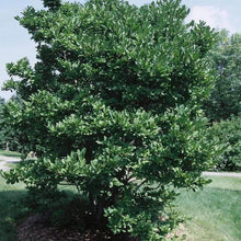 Load image into Gallery viewer, Magnolia 'Royal Star'
