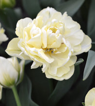 Load image into Gallery viewer, Tulip &#39;Avant Garde&#39;
