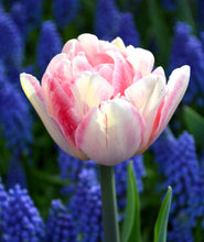 Load image into Gallery viewer, Tulip &#39;Foxtrot&#39;
