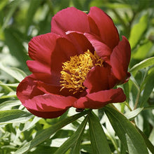 Load image into Gallery viewer, Peony &#39;Early Scout&#39;
