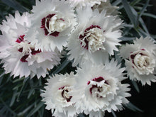Load image into Gallery viewer, Dianthus 'Silver Star'
