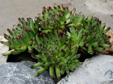 Load image into Gallery viewer, Sempervivum &#39;Oddity&#39;
