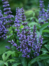 Load image into Gallery viewer, Vitex &#39;Blue Diddley&#39;

