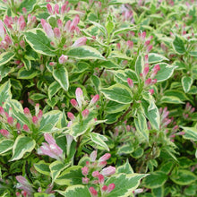 Load image into Gallery viewer, Weigela &#39;Variegated&#39;
