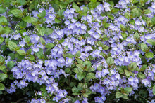 Load image into Gallery viewer, Veronica &#39;Waterperry Blue&#39;
