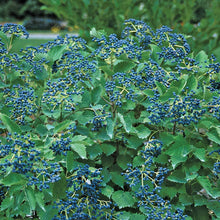 Load image into Gallery viewer, Viburnum &#39;Blue Muffin&#39;
