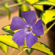 Load image into Gallery viewer, Vinca Minor 'Illumination'
