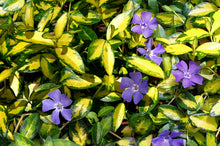 Load image into Gallery viewer, Vinca Minor 'Illumination'
