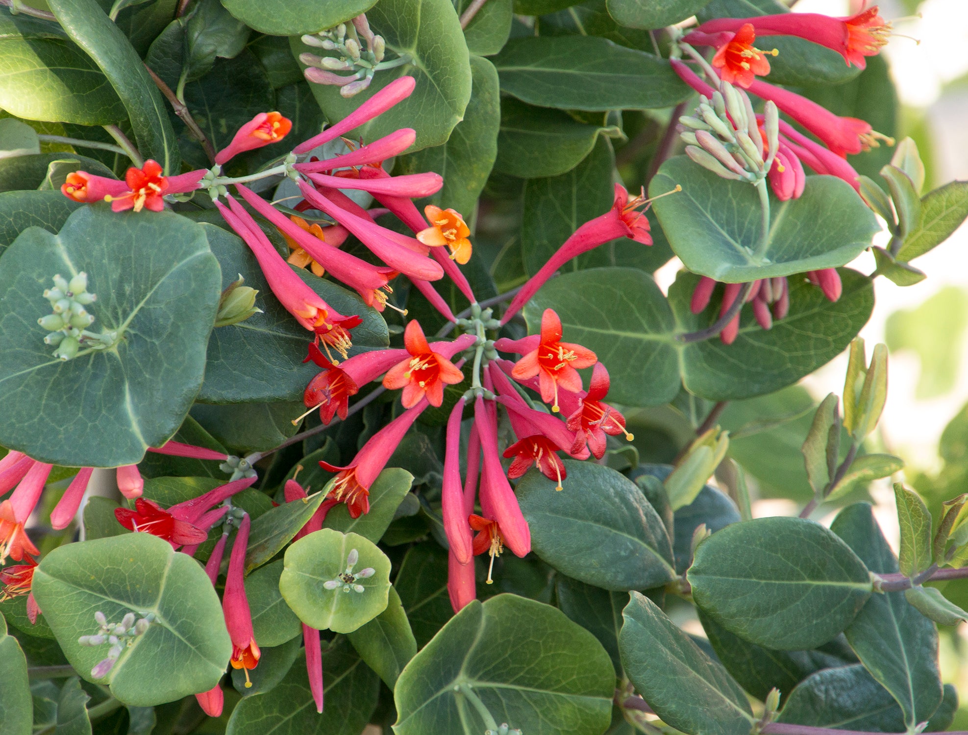 Lonicera 'Major Wheeler'