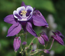 Load image into Gallery viewer, Aquilegia &#39;Winky Purple &amp; White&#39;
