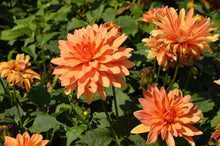 Load image into Gallery viewer, XXL Dahlias
