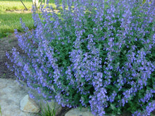 Load image into Gallery viewer, Nepeta &#39;Blue Wonder&#39;
