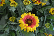 Load image into Gallery viewer, Gaillardia 'SpinTop™ Red Starburst'
