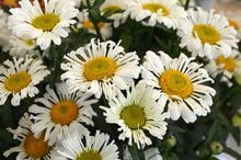 Load image into Gallery viewer, Leucanthemum &#39;Sweet Daisy Sofie&#39;
