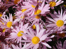 Load image into Gallery viewer, Chrysanthemum &#39;Clara Curtis&#39;
