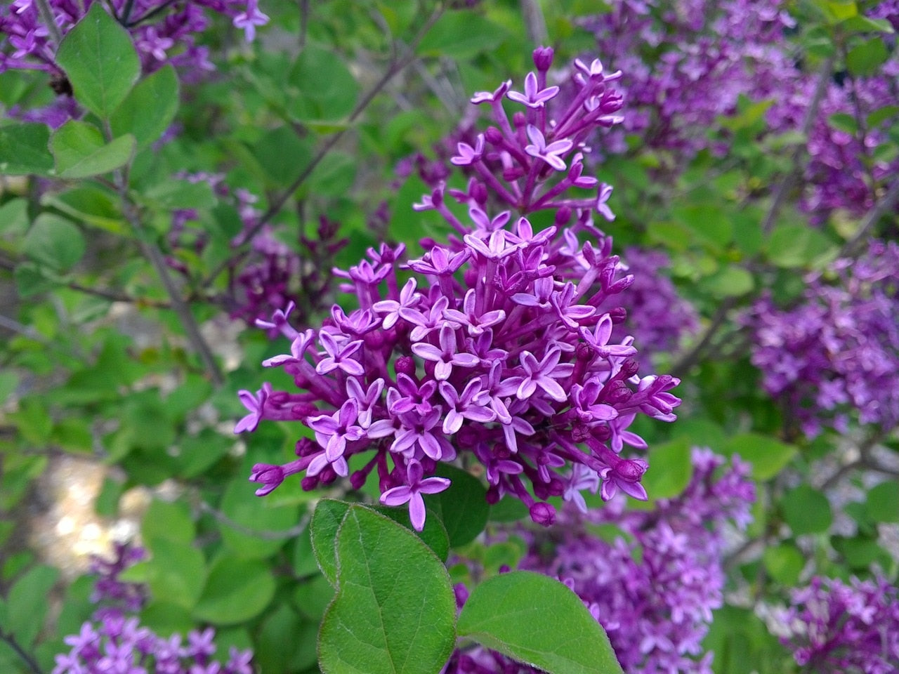 Lilac Bloomerang® Dark Purple