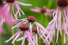 Load image into Gallery viewer, Echinacea pallida

