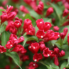 Load image into Gallery viewer, Re-blooming Weigela &#39;Sonic Bloom Red&#39;
