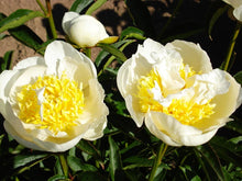 Load image into Gallery viewer, Peony &#39;White Sands&#39;
