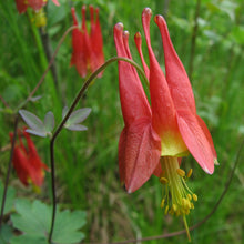 Load image into Gallery viewer, Aquilegia canadensis
