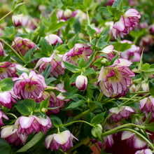 Load image into Gallery viewer, Helleborus &#39;Blushing Bridesmaid&#39;
