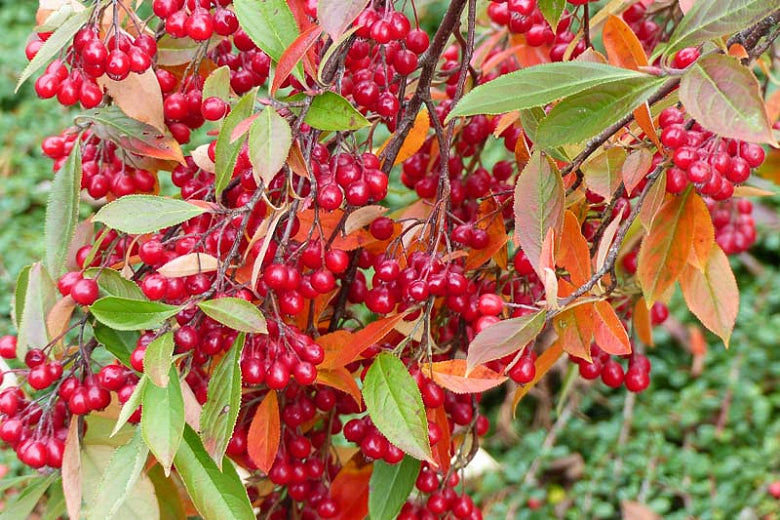 Red Chokeberry