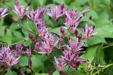 Load image into Gallery viewer, Tricyrtis &#39;Sinonome&#39;
