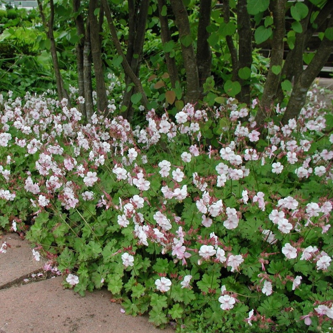 biokovo geranium seeds Geranium x cantabrigiense 'Biokovo'