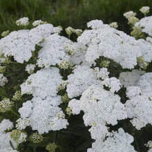 Load image into Gallery viewer, Achillea &#39;Firefly Diamond&#39;
