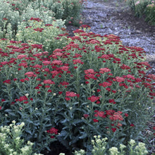 Load image into Gallery viewer, Achillea &#39;Sangria&#39;
